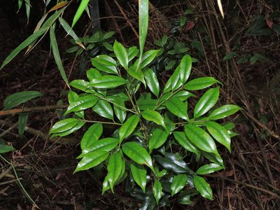 Symplocos heishanensis, photographed by Jacy Chen