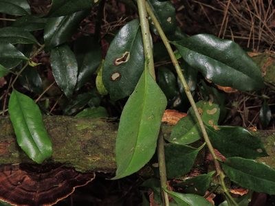Symplocos heishanensis, photographed by Jacy Chen
