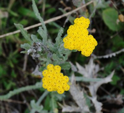 Achillea coarctata, photographed by Kostas Zontanos