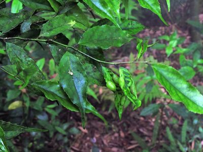 Ilex arisanensis, photographed by Jacy Chen