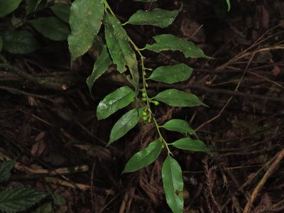 Ilex arisanensis, photographed by Jacy Chen