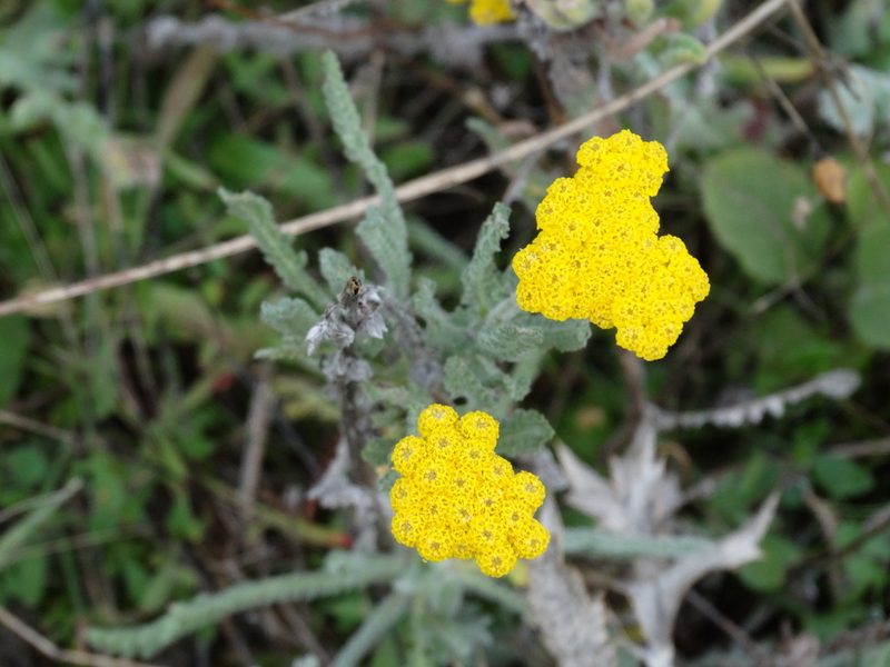 Achillea coarctata, photographed by Kostas Zontanos