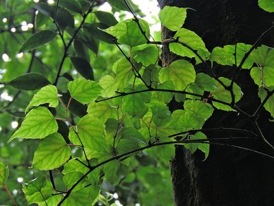 Vitis flexuosa, photographed by Jacy Chen