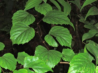 Vitis flexuosa, photographed by Jacy Chen