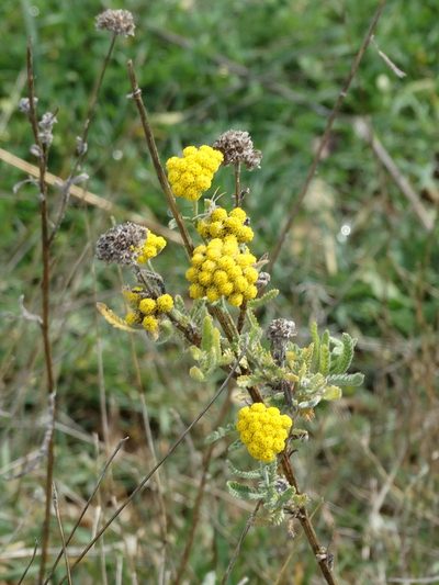Achillea coarctata, photographed by Kostas Zontanos