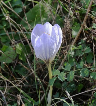 Crocus cancellatus, photographed by Kostas Zontanos