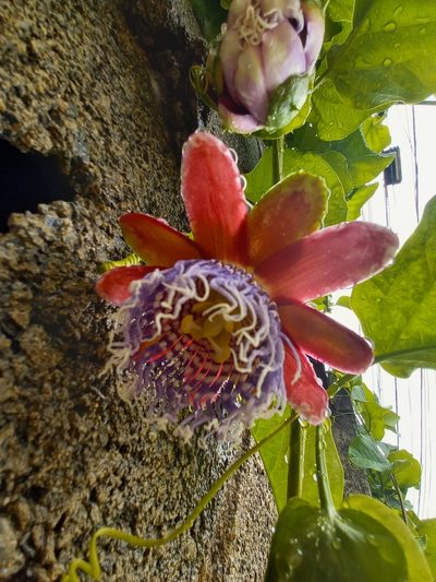 Passiflora alata, photographed by Hudson Alves Pinto