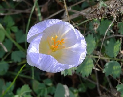 Crocus cancellatus, photographed by Kostas Zontanos