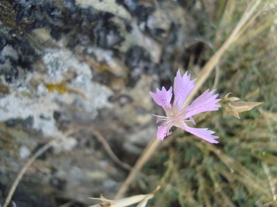 Dianthus lusitanus, photographed by Daniel Heras González