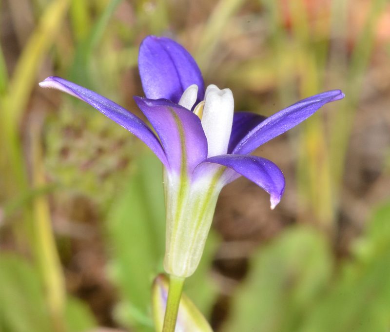 Brodiaea stellaris, photographed by Don Loarie