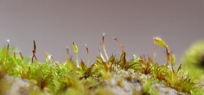 Microbryum davallianum, photographed by Jonathan Hughes