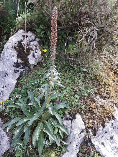 Digitalis parviflora, photographed by Denis Bastianelli