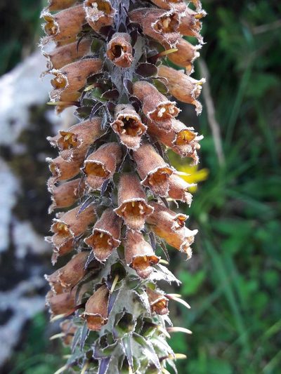 Digitalis parviflora, photographed by Denis Bastianelli