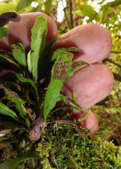 Oreogrammitis cheesemanii, photographed by Peter de Lange