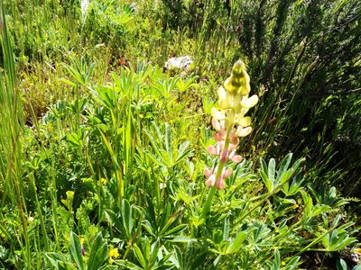 Lupinus gredensis, photographed by Daniel Heras González
