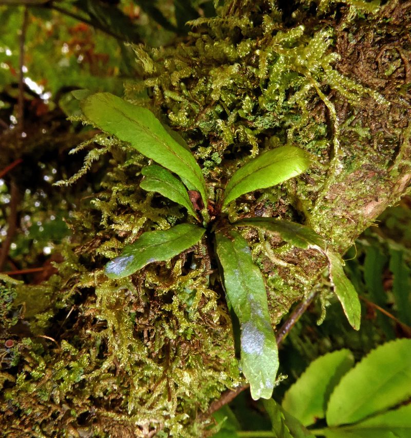 Oreogrammitis cheesemanii, photographed by Peter de Lange