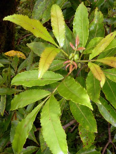 Pterophylla samoensis, photographed by Peter de Lange