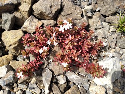 Epilobium pycnostachyum, photographed by Leon Perrie