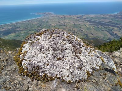 Raoulia bryoides, photographed by Leon Perrie