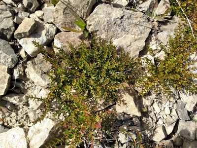 Coriaria plumosa, photographed by Leon Perrie