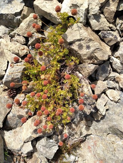 Acaena glabra, photographed by Leon Perrie