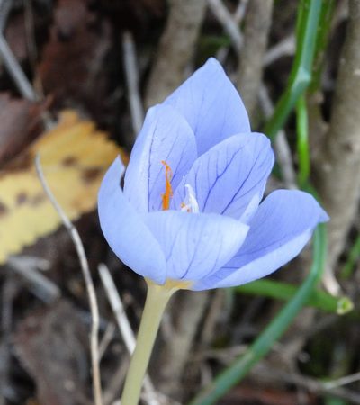 Crocus pulchellus, photographed by Kostas Zontanos