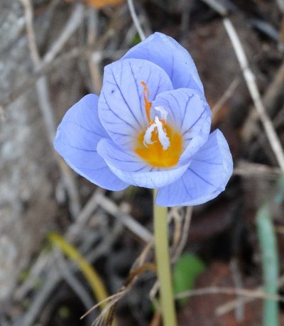 Crocus pulchellus, photographed by Kostas Zontanos