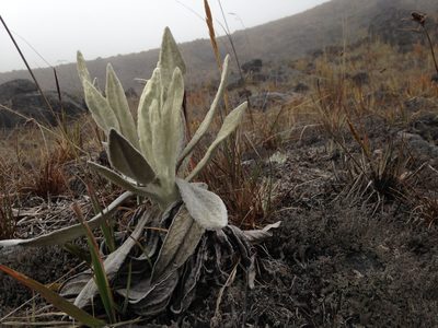 Espeletia hartwegiana, photographed by Manuel Ramírez-Mora