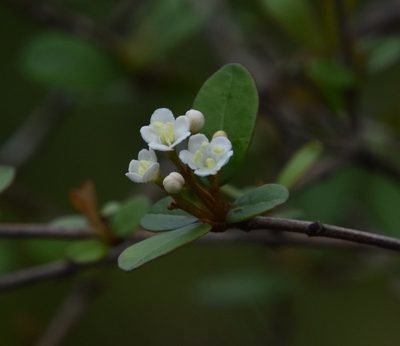 Viburnum obovatum, photographed by Mike Ostrowski