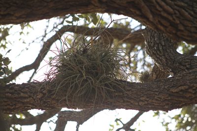 Tillandsia baileyi, photographed by Reid Hardin