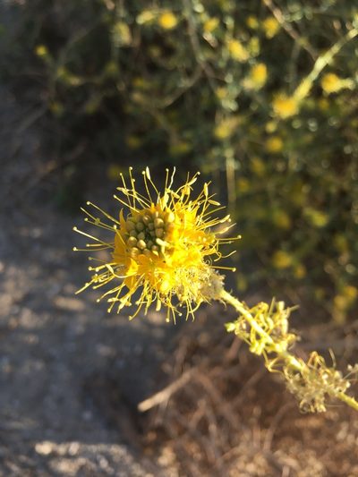 Cleomella palmeri, photographed by W. Terry Hunefeld