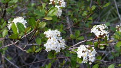 Viburnum obovatum, photographed by Jay Horn