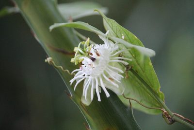 Passiflora tricuspis, photographed by Ramon and Suzanne Vargas