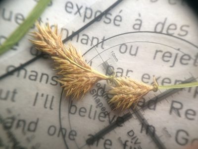 Carex projecta, photographed by Étienne Lacroix-Carignan