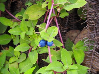 Coccocypselum herbaceum, photographed by tonyblake
