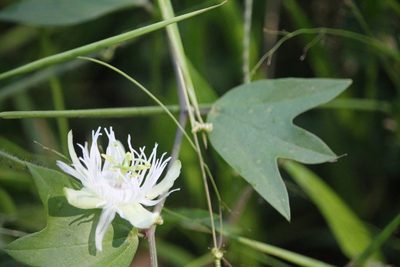 Passiflora tricuspis, photographed by Ramon and Suzanne Vargas