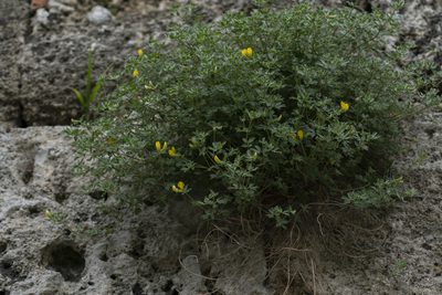 Lotus cytisoides, photographed by Eleftherios Katsillis