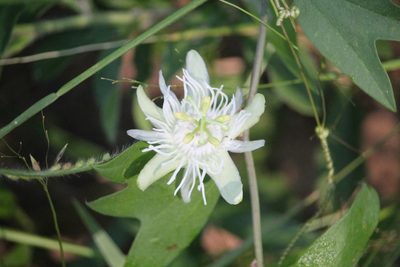 Passiflora tricuspis, photographed by Ramon and Suzanne Vargas