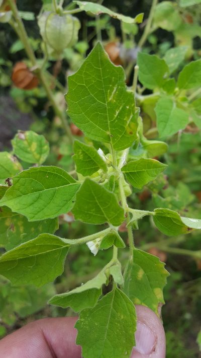 Physalis patula, photographed by Eugenio Padilla