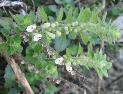 Scutellaria albida, photographed by Kostas Zontanos