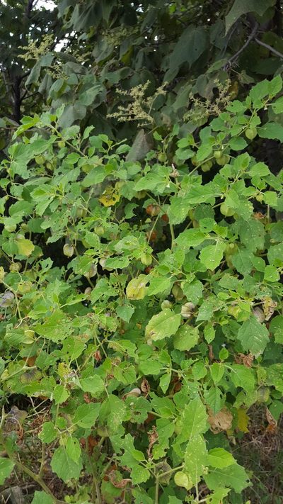 Physalis patula, photographed by Eugenio Padilla