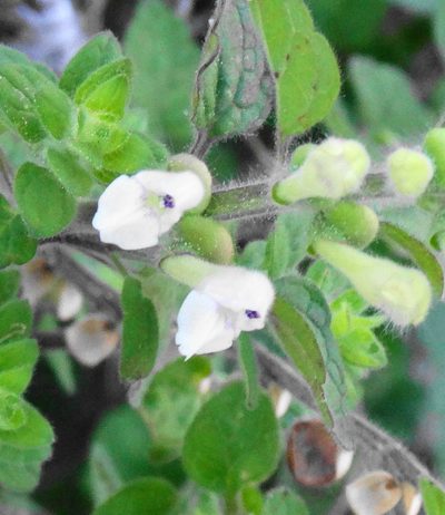 Scutellaria albida, photographed by Kostas Zontanos