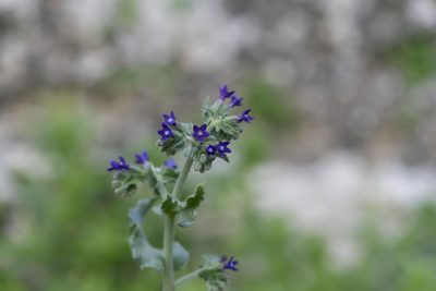 Anchusa hybrida, photographed by Eleftherios Katsillis