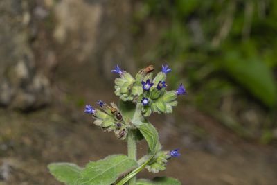 Anchusa hybrida, photographed by Eleftherios Katsillis