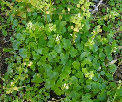 Cochlearia groenlandica, photographed by Todd Boland