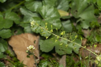 Capsella rubella, photographed by Eleftherios Katsillis