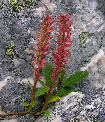 Salix arctophila, photographed by Todd Boland