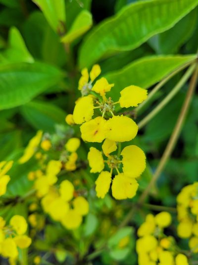 Stigmaphyllon floribundum, photographed by Wes Gapp