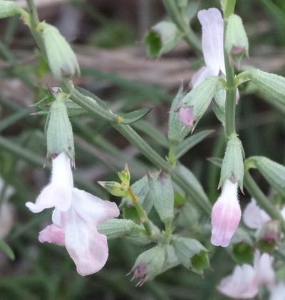 Stachys angustifolia, photographed by Kostas Zontanos