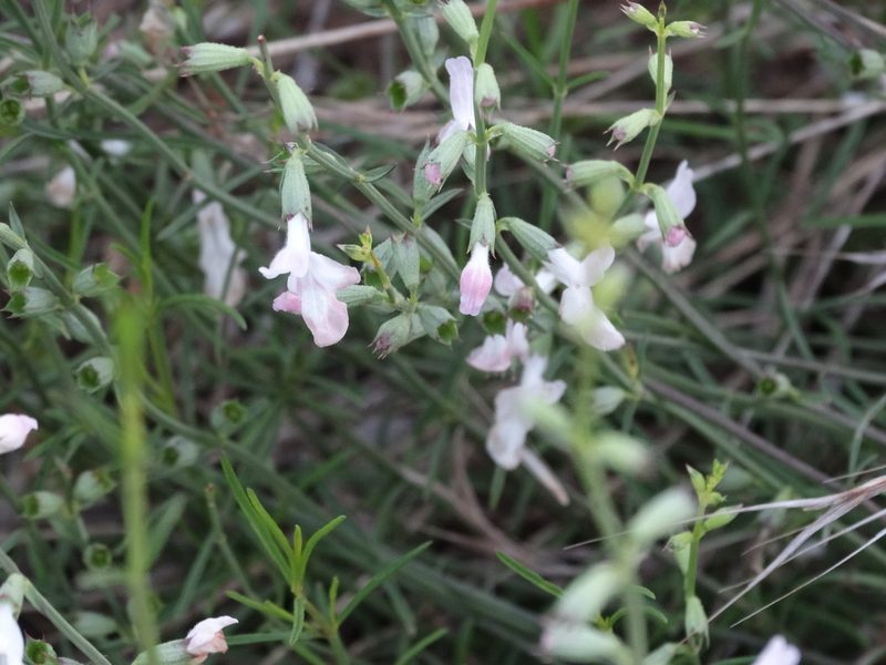 Stachys angustifolia, photographed by Kostas Zontanos
